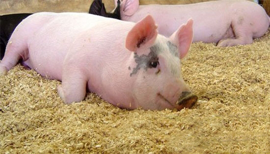 農業部試點開展生豬大數據建設