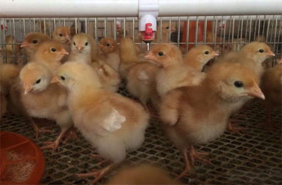 管理不到位降低雛雞成活率
