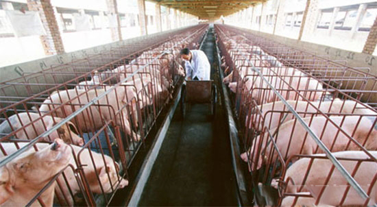 紅薯喂豬注意事項