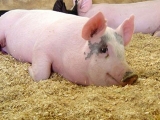 農業部試點開展生豬大數據建設