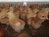 管理不到位降低雛雞成活率