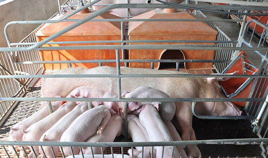 分娩舍操作流程與飼養管理