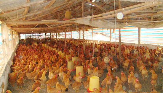 讓雞秋冬少得病的幾項措施