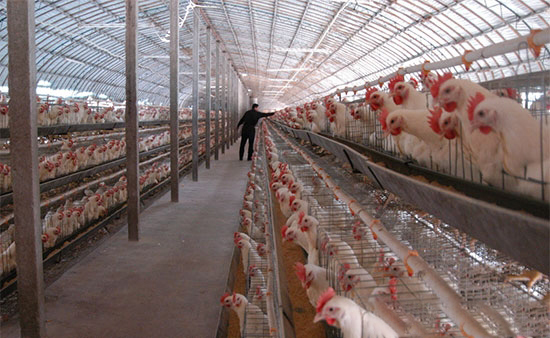 安全飼養肉雞應嚴控溫差