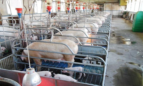 中國的豬場設備将朝數字化和信息化方向發展