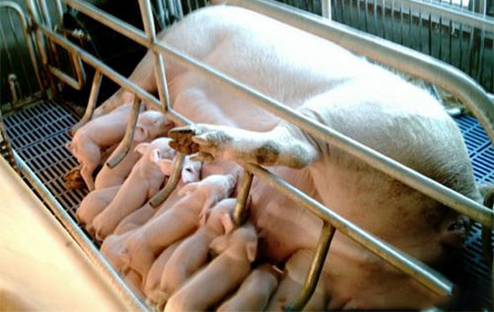 寄養仔豬的方法