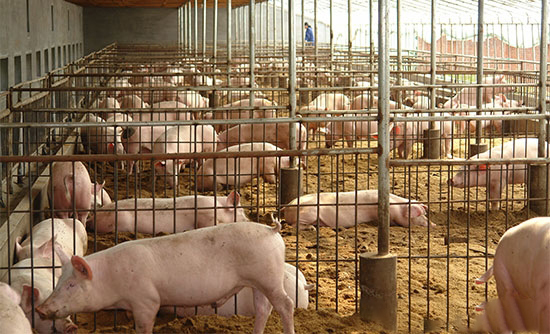 山東省發文支持畜牧業