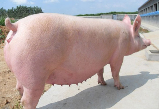 如何降低母豬異常淘汰？