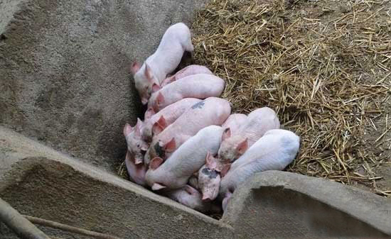 農家人豬舍母豬的保暖實用方法