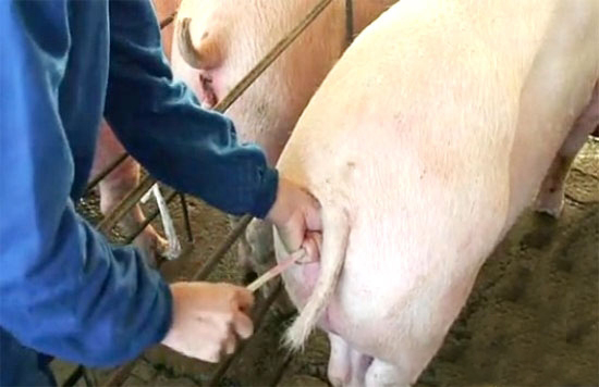 母豬輸精技術的操作技巧