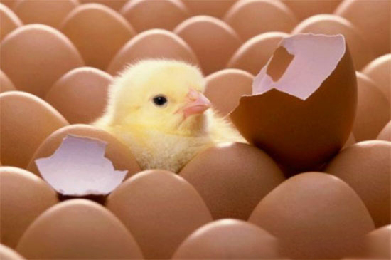 種蛋孵化過程中死亡的原因分析