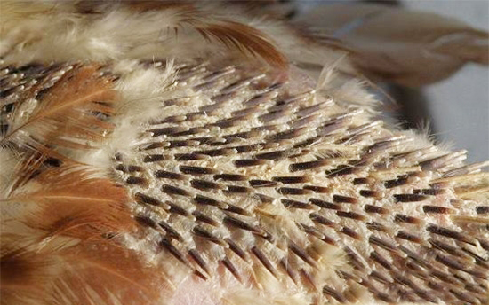 肉種雞強制換羽的方法及措施