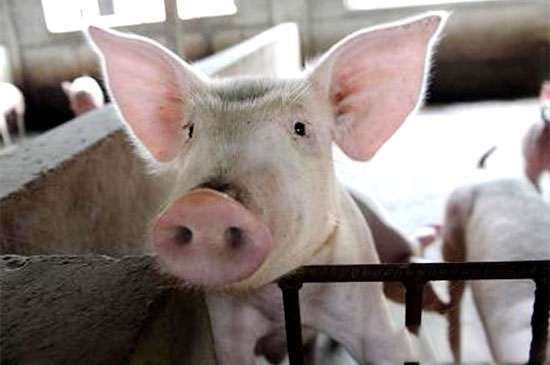 如何讓僵豬增肥