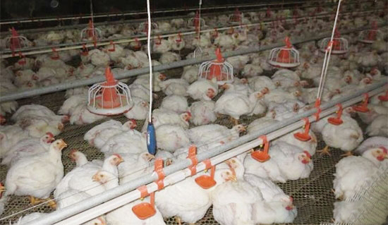 飼養肉雞的各種方式的優缺點