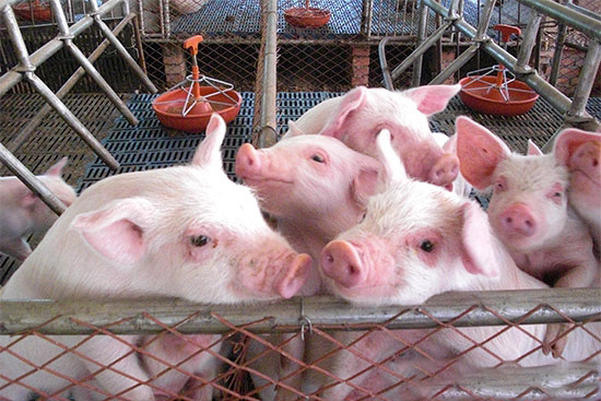 養豬場必備小常識