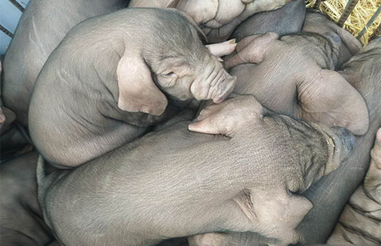 “十三五”規劃中重點保護的那些生豬品種