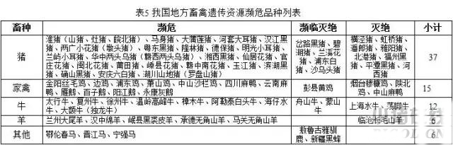 “十三五”規劃中重點保護的那些生豬品種