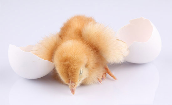 淺談孵化過程控制要點