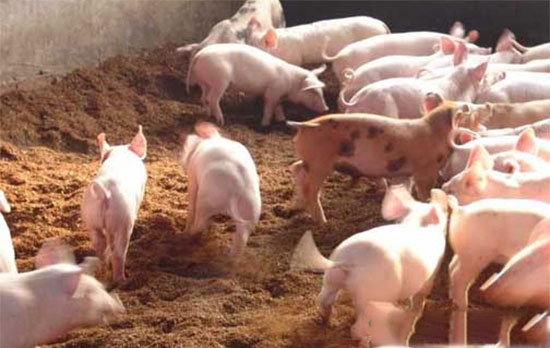 怎樣提高哺乳仔豬誘食的成功率