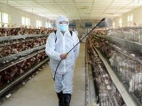 養殖蛋雞的清洗消毒過程