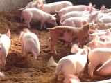 怎樣提高哺乳仔豬誘食的成功率