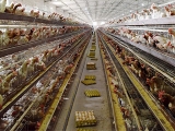 未來蛋雞将走向哪裡?