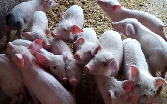 補欄仔豬有很多是在賭冬季豬病嚴重