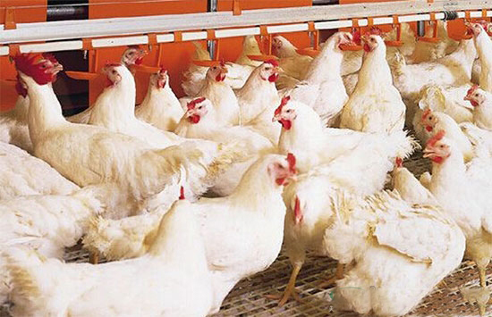 标準化雞舍工作人員培訓資料