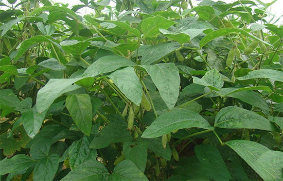 用大豆葉喂豬 飼料成本降25%