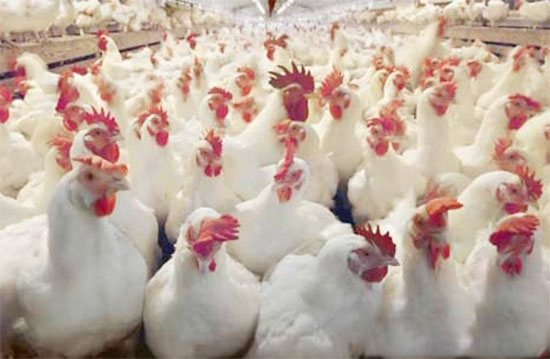 肉種雞發生飽食性休克的原因與防治措施