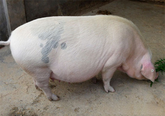 正确處理母豬分娩推遲問題