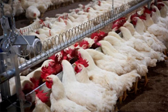白羽肉雞養殖的五點要求