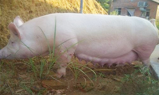 母豬是否遭遇異常淘汰?