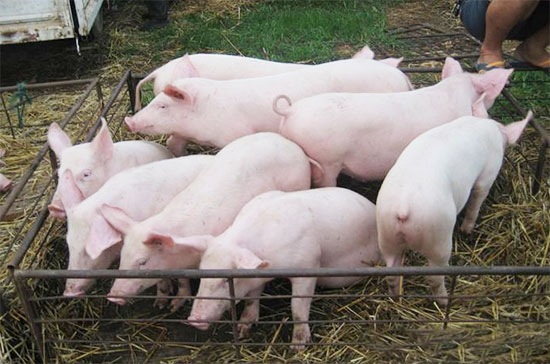 仔豬腹瀉防控體會