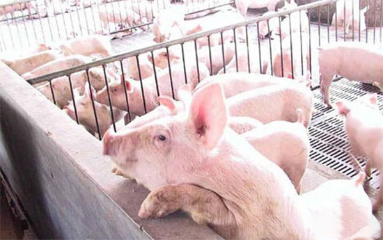 市場整體豬源不是十分緊缺