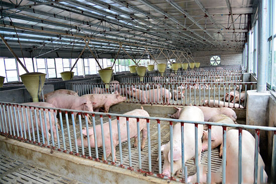 統籌兼顧畜禽養殖與生态環境保護