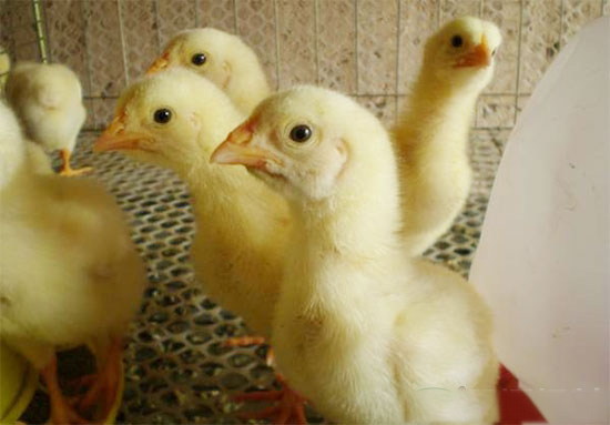 肉仔雞初次喂水喂料應注意啥?