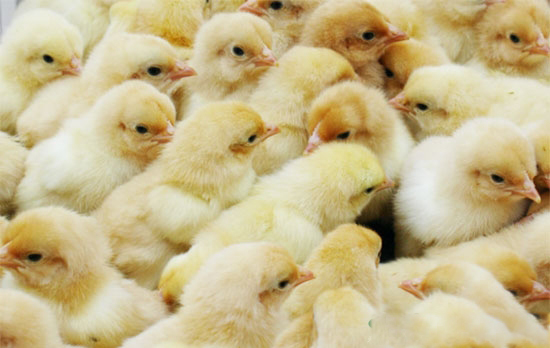 育雛期間雛雞常見的疾病