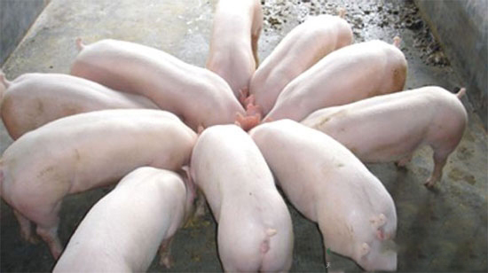 養豬場内“限飼不當”的危害嚴重