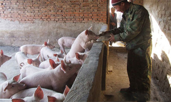 中國養豬最缺的是什麼呢?