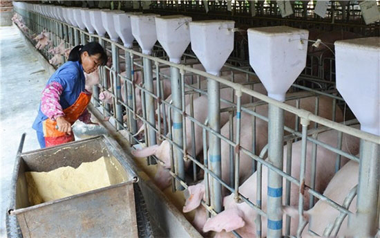 養豬合作社頻頻成立