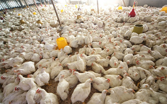 冬季肉雞養殖技術