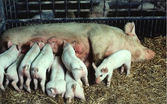 母豬産後無乳的治療和護理