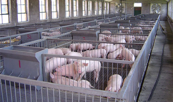 禁養政策和新建項目的跑步競賽