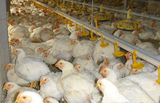 肉雞生産中主要非傳染病及對策