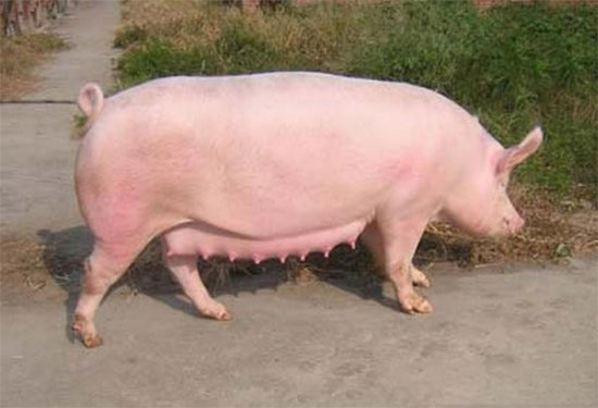 最全的提高母豬配種成功率資料