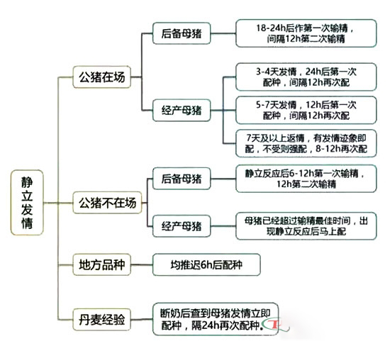最全的提高母豬配種成功率資料