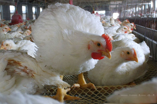 肉雞生長發育要點及選雛要點
