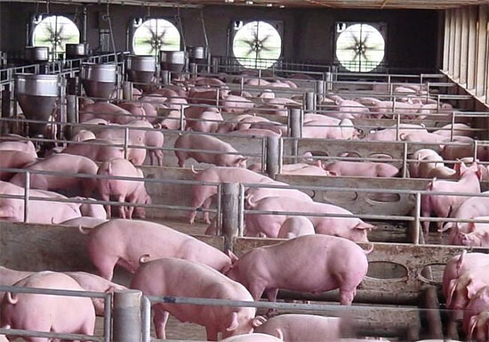 豬育肥前需要做的四項準備工作