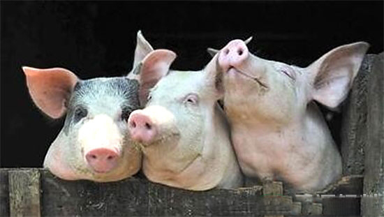 2016年前10月生豬價格走勢及豬肉進口量分析